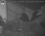 Capi_Dubne_20250519_042003.jpg