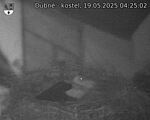 Capi_Dubne_20250519_042502.jpg