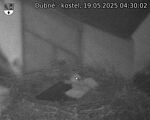 Capi_Dubne_20250519_043003.jpg