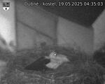 Capi_Dubne_20250519_043503.jpg