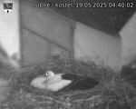 Capi_Dubne_20250519_044002.jpg