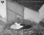 Capi_Dubne_20250519_044502.jpg