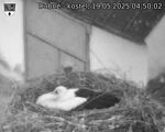 Capi_Dubne_20250519_045002.jpg