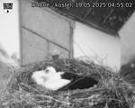 Capi_Dubne_20250519_045502.jpg