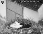 Capi_Dubne_20250519_050002.jpg