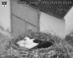 Capi_Dubne_20250519_050503.jpg