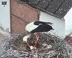 Capi_Dubne_20250519_051002.jpg