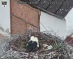 Capi_Dubne_20250519_052003.jpg
