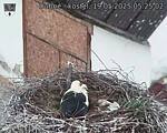 Capi_Dubne_20250519_052502.jpg
