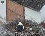 Capi_Dubne_20250519_053002.jpg