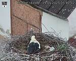 Capi_Dubne_20250519_054003.jpg