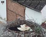 Capi_Dubne_20250519_054502.jpg