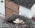 Capi_Dubne_20250519_055002.jpg