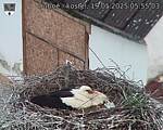 Capi_Dubne_20250519_055503.jpg