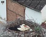 Capi_Dubne_20250519_060003.jpg