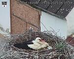 Capi_Dubne_20250519_060504.jpg