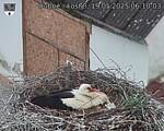 Capi_Dubne_20250519_061003.jpg