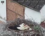 Capi_Dubne_20250519_061504.jpg
