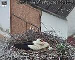 Capi_Dubne_20250519_062004.jpg