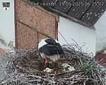 Capi_Dubne_20250519_062502.jpg