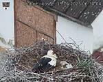 Capi_Dubne_20250519_063004.jpg