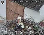 Capi_Dubne_20250519_063503.jpg