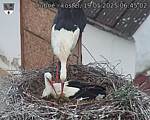 Capi_Dubne_20250519_064502.jpg