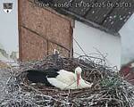 Capi_Dubne_20250519_065003.jpg