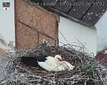 Capi_Dubne_20250519_065502.jpg