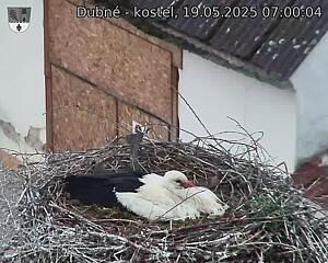 Capi_Dubne_20250519_070004.jpg (1350 x 1080)