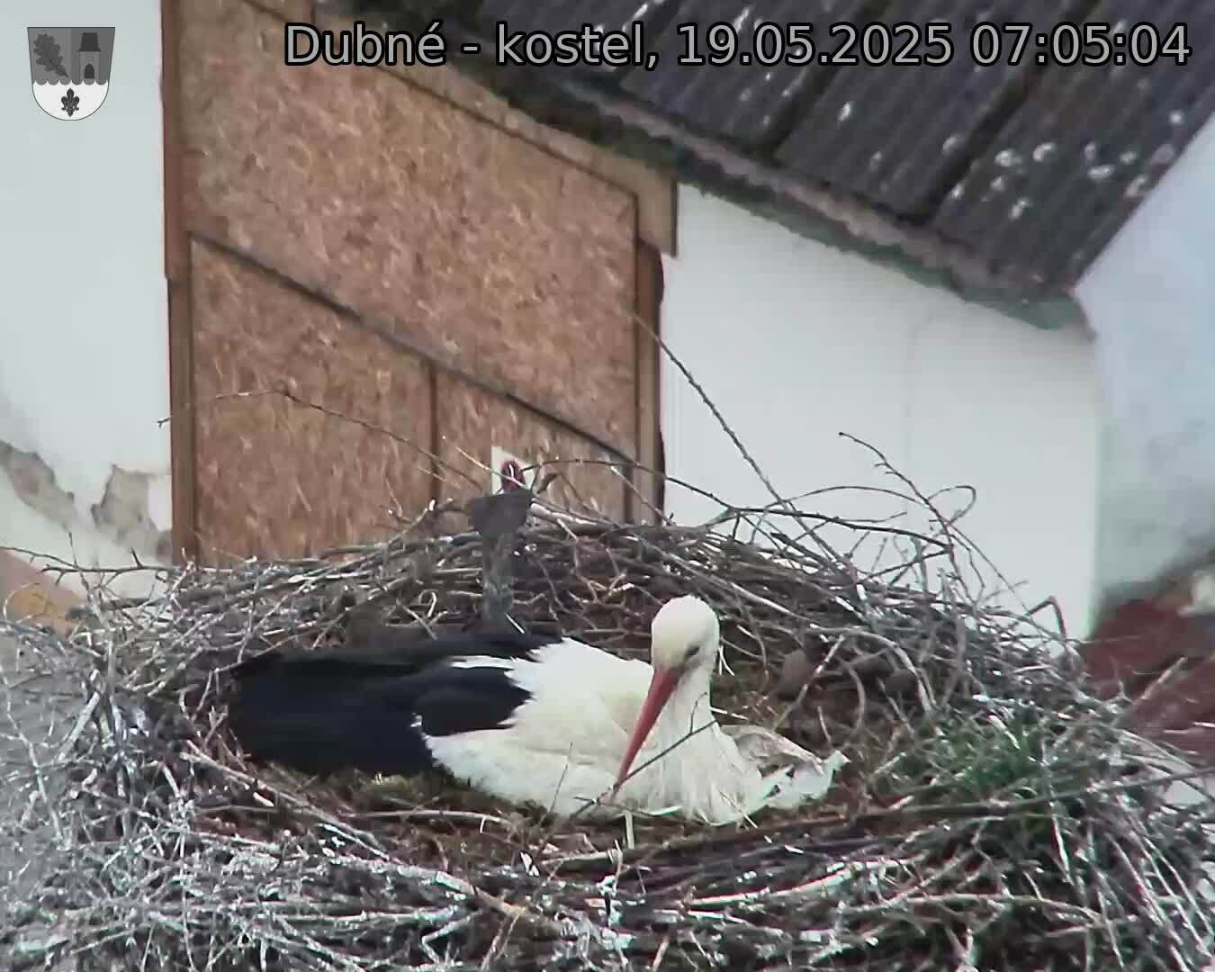 Capi_Dubne_20250519_070504.jpg (1350 x 1080)