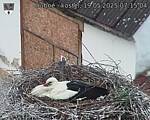 Capi_Dubne_20250519_071504.jpg