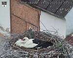 Capi_Dubne_20250519_072003.jpg