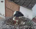Capi_Dubne_20250519_072502.jpg