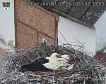 Capi_Dubne_20250519_073003.jpg
