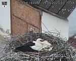 Capi_Dubne_20250519_073504.jpg