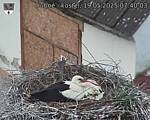 Capi_Dubne_20250519_074003.jpg