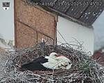 Capi_Dubne_20250519_074502.jpg