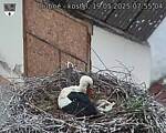 Capi_Dubne_20250519_075504.jpg