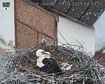 Capi_Dubne_20250519_080002.jpg