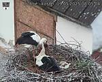Capi_Dubne_20250519_080504.jpg