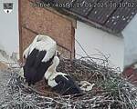 Capi_Dubne_20250519_081002.jpg