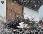 Capi_Dubne_20250519_082004.jpg