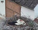Capi_Dubne_20250519_083503.jpg