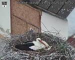 Capi_Dubne_20250519_084002.jpg