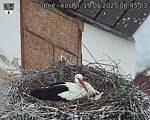 Capi_Dubne_20250519_084503.jpg