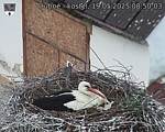 Capi_Dubne_20250519_085003.jpg