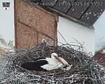 Capi_Dubne_20250519_085502.jpg