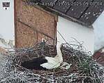 Capi_Dubne_20250519_090004.jpg