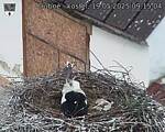 Capi_Dubne_20250519_091504.jpg